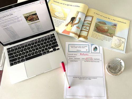 Resource preview 3 for Seashells: More Than Just a Home- Research Cards