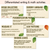 2 for A Leaf Called Greaf Writing, Maths & Design Prompt Editable Slides - Book Week 2025